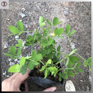 Cây cỏ lạc tiên hoa vàng,cao 10cm nhiều nhánh 51