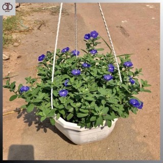 Cây hoa thanh tú chậu treo, cao 20-25cm tán tròn hoa tím nở rộ 51
