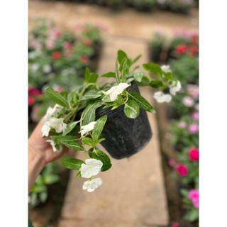 Cây Hoa Dừa Cạn Rủ 51