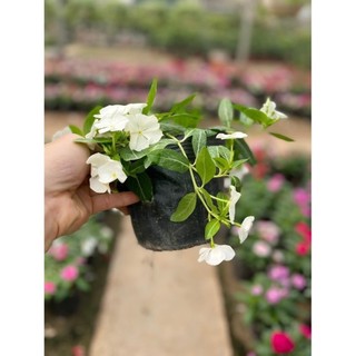 Cây Hoa Dừa Cạn Rủ 51