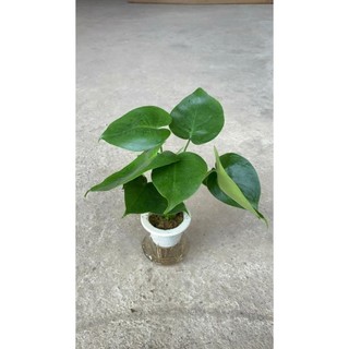 Trầu bà Monstera thủy sinh 51