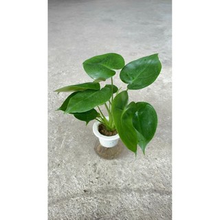 Trầu bà Monstera thủy sinh 51