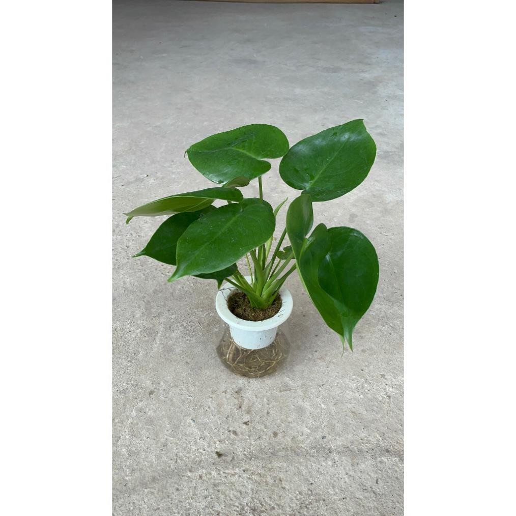 Trầu bà Monstera thủy sinh 51