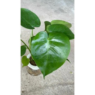 Trầu bà Monstera thủy sinh 51