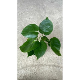 Trầu bà Monstera thủy sinh 51