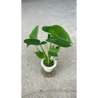 Trầu bà Monstera thủy sinh 51