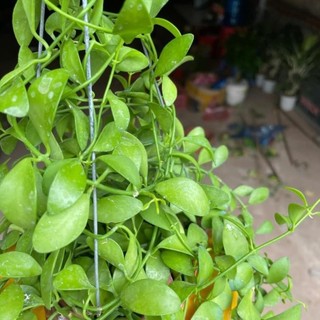 Cây lan đô la treo giỏ dài 25cm, thân leo rủ nhanh, tươi tốt quanh năm, chậu treo tường và ban công 51