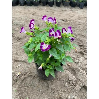 Cây Hoa Mắt Nai 49