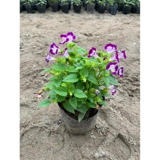Cây Hoa Mắt Nai 49