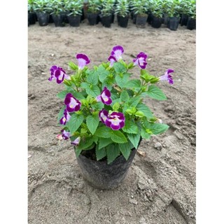 Cây Hoa Mắt Nai 49