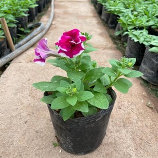 Cây dạ yến thảo đứng hoa kép 49