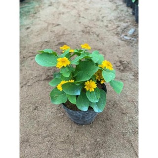 Cây cúc mặt trời 49