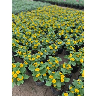 Cây cúc mặt trời 49