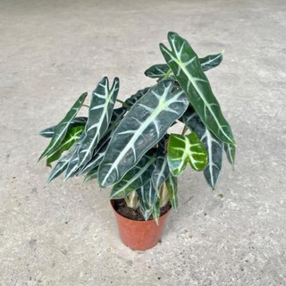 Cây môn quan âm mini để bàn, Cao 25cm, cây khỏe dễ chăm 49