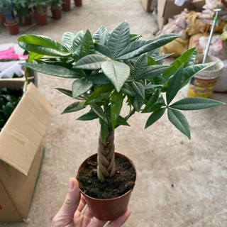 Cây kim ngân mini thân xoắn 48