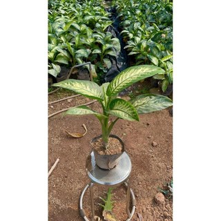 Cây Vạn Niên Thanh size lớn bầu đất rễ khỏe 48