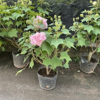 Cây Hoa Phù Dung 46
