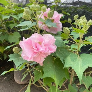 Cây Hoa Phù Dung 46