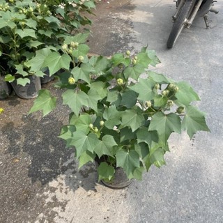 Cây Hoa Phù Dung 46