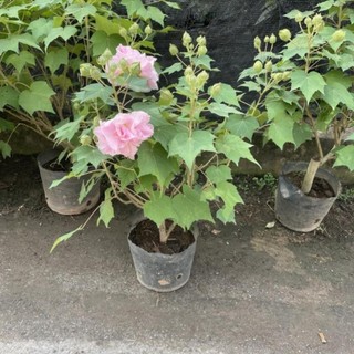 Cây Hoa Phù Dung 46
