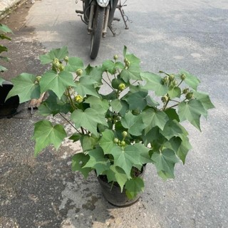 Cây Hoa Phù Dung 46