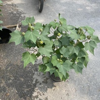 Cây hoa phù dung 46