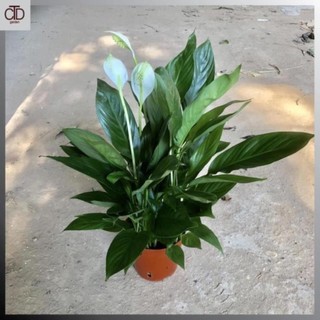 Cây lan ý mini để bàn cao 30cm 46