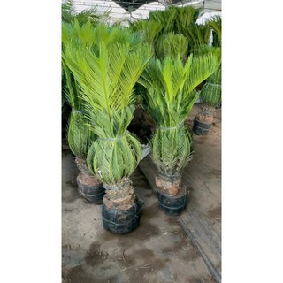 Cây Vạn Tuế size to mang nhiều ý nghĩa phong thủy 46