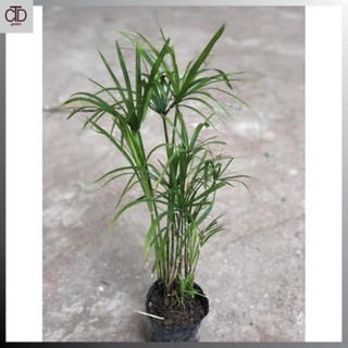 Cây thủy trúc Thái thủy sinh, Cao 30cm 46