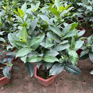Cây Hải Đường hoa đỏ 44