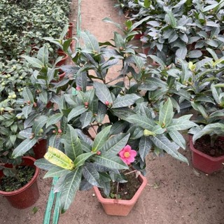 Cây Hải Đường hoa đỏ 44