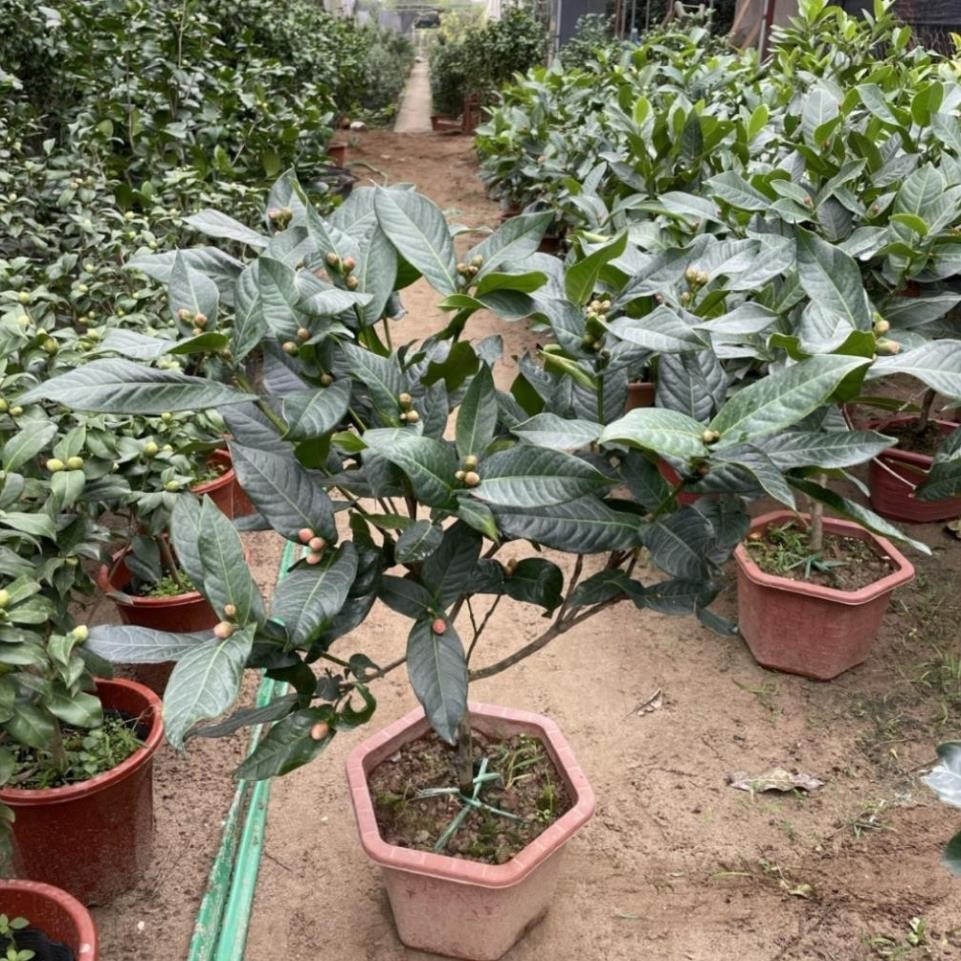 Cây Hải Đường hoa đỏ 44