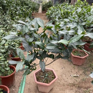 Cây hải đường hoa đỏ 44