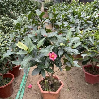 Cây Hải Đường hoa đỏ 44