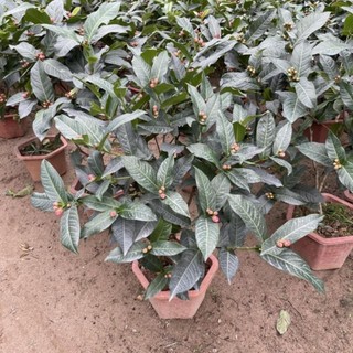 Cây Hải Đường hoa đỏ 44