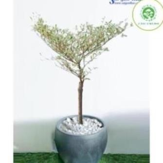 Cây Bàng cẩm thạch Nhật Bản 44
