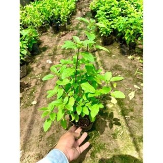 Cây thảo dược Hương nhu tím 44