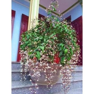 Cây lan bạch dương - Dạ ngọc minh châu cao 70cm đang hoa 44