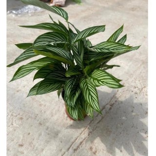 Cây đuôi công xanh kẻ trắng tán lá xum xuê cao 30cm,thích hợp trang trí nội thất,để bàn 44
