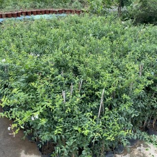 Cây nguyệt quế leo 44
