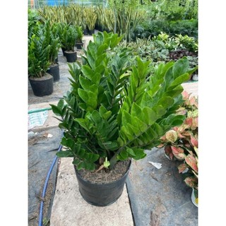 Cây kim tiền size to lá xanh tán dày 44