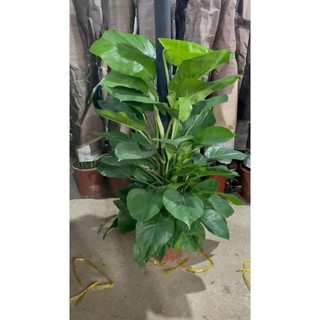 Cây Trầu bà leo cột lá xanh trồng chậu nhựa tán to rộng 44