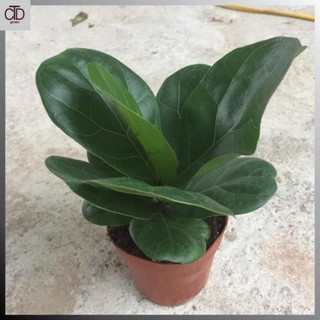 Cây bàng singapore mini để bàn, Cao 15cm lá to khỏe 43