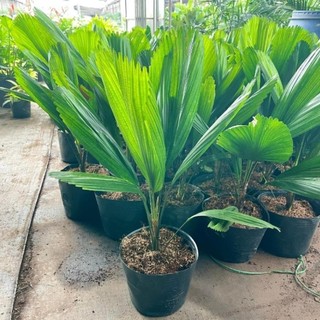 Cây cọ nhật, kè nhật 80cm 43