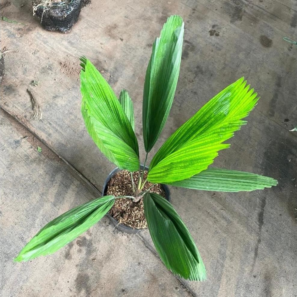 Cây cọ nhật, kè nhật 80cm 43