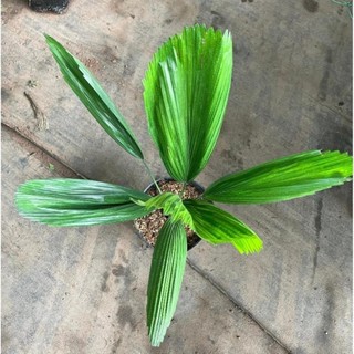 Cây cọ nhật, kè nhật 80cm 43