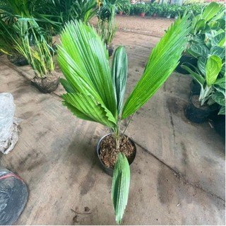 Cây cọ nhật, kè nhật 80cm 43