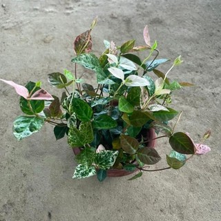 Cây thằn lằn cẩm thạch lá đổi màu 43