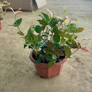 Cây thằn lằn cẩm thạch lá đổi màu 43