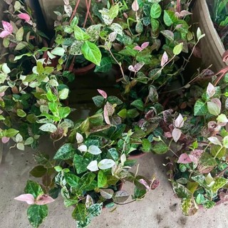 Cây thằn lằn cẩm thạch lá đổi màu 43